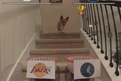 湖人自2004年以來首次在季后賽面對(duì)森林狼，柯基預(yù)測(cè)首輪獲勝者！