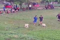 你們踢球也不能打擾人家狗狗好事啊